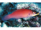 Disappearing Wrasse - Wrasse <br>(<i>Pseudocheilinus evanidus</i>)