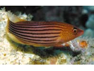 Eightstripe Wrasse (aka Eightline Wrasse) - Wrasse <br>(<i>Pseudocheilinus octotaenia</i>)