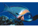 Saddle Wrasse - Wrasse <br>(<i>Thalassoma duperrey</i>)