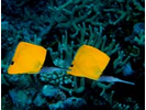 Longnose Butterflyfish (aka Big Longnose Butterflyfish) - Butterflyfish<br>(<i>Forcipiger longirostris</i>)