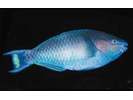 Regal Parrotfish - Parrotfish<br>(<i>Scarus dubius</i>)