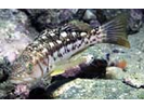 Kelp Bass - Sea Bass<br>(<i>Paralabrax clathratus</i>)
