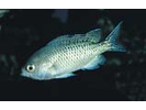 Blacksmith - Damselfish<br>(<i>Chromis punctipinnis</i>)