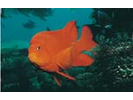 Garibaldi - Damselfish (<i>Hypsypops rubicundus</i>)