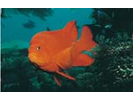 Garibaldi - Damselfish<br>(<i>Hypsypops rubicundus</i>)