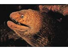 California Moray - Moray<br>(<i>Gymnothorax mordax</i>)