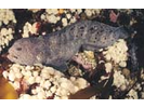 Wolf-eel - Wolffish<br>(<i>Anarrhichthys ocellatus</i>)