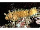 Decorated Warbonnet - Prickleback<br>(<i>Chirolophis decoratus</i>)