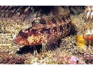 Island Kelpfish - Labrisomids<br>(<i>Alloclinus holderi</i>)