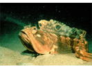 Sarcastic Fringehead - Blenny (pike, tube and flag)<br>(<i>Neoclinus blanchardi</i>)