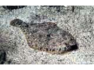 Speckled Sanddab - Lefteye Flounder<br>(<i>Citharichthys stigmaeus</i>)