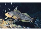 Kelp Greenling - Greenling (<i>Hexagrammos decagrammus</i>)