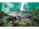 Lingcod - Greenling<br>(<i>Ophiodon elongatus</i>)