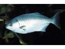 Halfmoon - Sea Chub<br>(<i>Medialuna californiensis</i>)