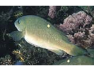 Opaleye - Sea Chub<br>(<i>Girella nigricans</i>)
