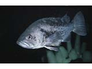 Black Rockfish - Scorpionfish<br>(<i>Sebastes melanops</i>)