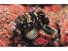 Black-and-Yellow Rockfish - Scorpionfish<br>(<i>Sebastes chrysomelas</i>)