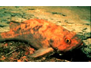 Gray Chub/Drummer - Chub (Drummer)<br>(<i>Kyphosus bigibbus</i>)