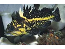 China Rockfish - Scorpionfish<br>(<i>Sebastes nebulosus</i>)