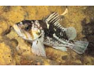 Copper Rockfish - Scorpionfish<br>(<i>Sebastes caurinus</i>)