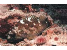 Gopher Rockfish - Scorpionfish<br>(<i>Sebastes carnatus</i>)