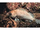 Kelp Rockfish - Scorpionfish<br>(<i>Sebastes atrovirens</i>)