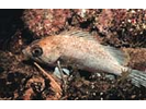 Bluntsnout Gregory - Damselfish<br>(<i>Stegastes punctatus</i>)