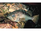 Olive Rockfish - Scorpionfish<br>(<i>Sebastes serranoides</i>)