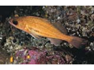 Dusky Gregory - Damselfish<br>(<i>Stegastes nigricans</i>)