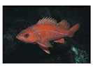 Vermilion Rockfish - Scorpionfish<br>(<i>Sebastes miniatus</i>)