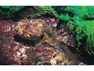 Cabezon - Sculpin<br>(<i>Scorpaenichthys marmoratus</i>)