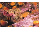 Snubnose Sculpin - Sculpin<br>(<i>Orthonopias triacis</i>)