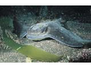 Bat Ray - Eagle Ray<br>(<i>Myliobatis californica</i>)