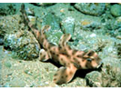 Horn Shark - Bullhead Shark<br>(<i>Heterodontus francisci</i>)