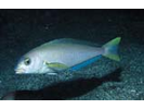 Ocean Whitefish - Tilefish<br>(<i>Caulolatilus princeps</i>)
