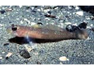 Blackeye Goby - Goby<br>(<i>Rhinogobiops nicholsii</i>)