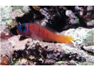 Bluebanded Goby - Goby (<i>Lythrypnus dalli</i>)