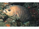 Black Perch - Surfperch<br>(<i>Embiotoca jacksoni</i>)