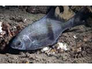 Pile Perch - Surfperch<br>(<i>Rhacochilus vacca</i>)