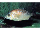 Rainbow Seaperch - Surfperch<br>(<i>Hypsurus caryi</i>)