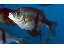 Rubberlip Seaperch - Surfperch<br>(<i>Rhacochilus toxotes</i>)