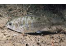 Shiner Perch - Surfperch<br>(<i>Cymatogaster aggregata</i>)