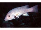 California Sheephead - Wrasse<br>(<i>Bodianus pulcher</i>)