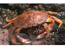 Dungeness Crab - Arthropods<br>(<i>Cancer magister</i>)