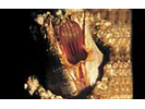 Giant Barnacle - Arthropods<br>(<i>Balanus nubilus</i>)
