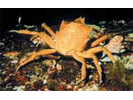 Northern Kelp Crab - Arthropods<br>(<i>Pugettia producta</i>)