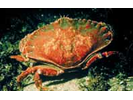 Red Rock Crab - Arthropods<br>(<i>Cancer productus</i>)