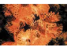 Lacy Bryozoan - Bryozoans<br>(<i>Phidolopora pacifica</i>)