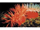 Fish-eating Anemone - Cnidarians<br>(<i>Urticina piscivora</i>)