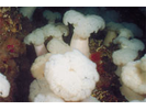 Plumose Anemone - Cnidarians<br>(<i>Metridium farcimen / senile</i>)